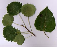 feuilles de peuplier